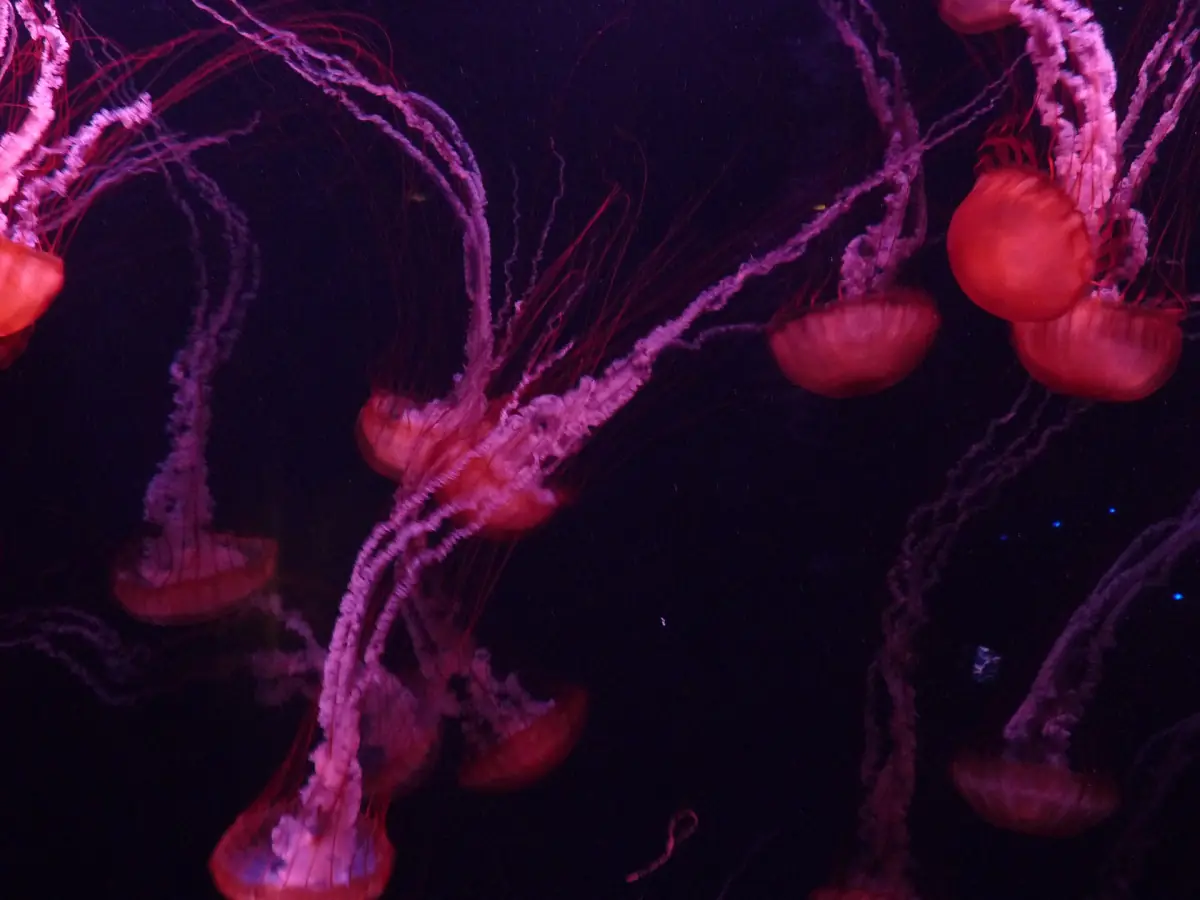 Jellyfish in the aquarium at Atlantis The Palm