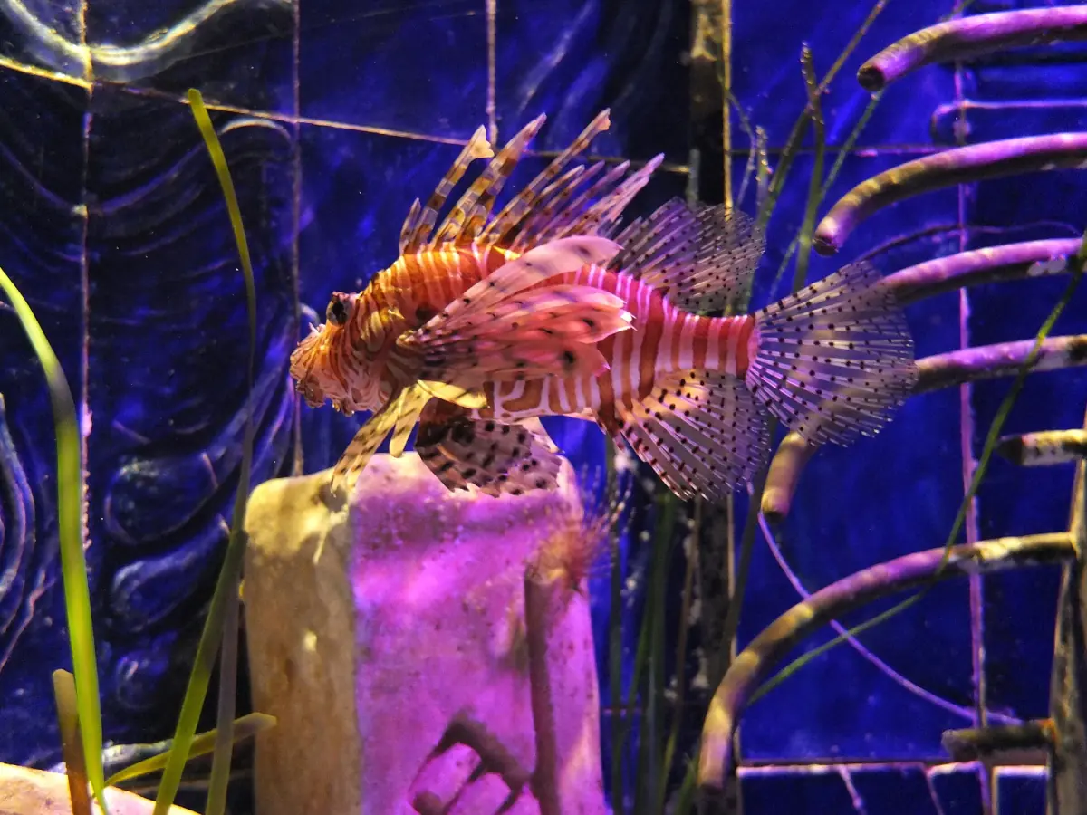 Lionfish in the aquarium at Atlantis The Palm
